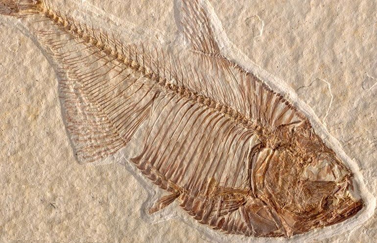 Sıklıkla Anti-Darvinist söylemlerde kullanılan bir balık fosili.